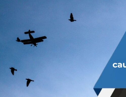 Risco de Fauna em Aeroportos: Causas e Gestão para Voos Seguros
